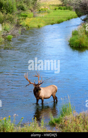 Una bull elk (Cervus canadensis) alimentazione su erbe acquatiche in un torrente, America del Nord Foto Stock