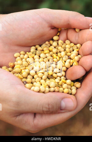 Mani tenendo una manciata di appena raccolto semi di soia dalla piantagione di una fattoria. Mens mano azienda di grani di soia. Foto Stock