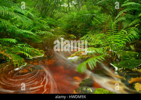 Red River attraverso lussureggianti foreste pluviali temperate al Garden Route National Park in Sud Africa. Foto Stock