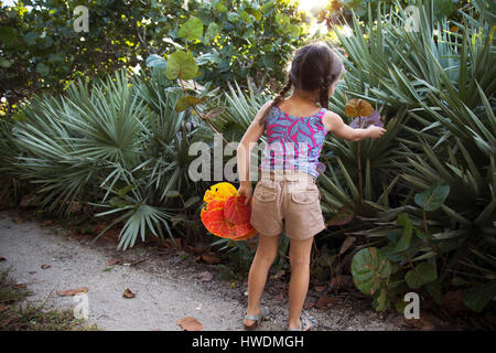 Ragazza seagrape raccolta (Coccoloba uvifera) foglie, rocce di soffiaggio preservare, Jupiter, Florida, Stati Uniti d'America Foto Stock