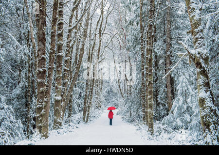 La donna nel bosco di abete rosso, Bainbridge Island, Washington, USA Foto Stock