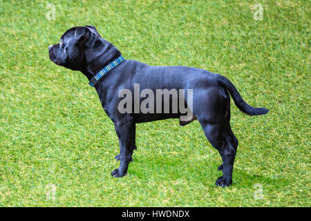 Un nero staffordshire bull terrier cane nel profilo sul verde tappeto erboso artificiale, l'erba. Egli ha un lucido, lucida, pelliccia e indossa un blu str Foto Stock