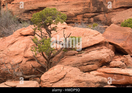 Il ginepro lungo il Grand View Trail e il Parco Nazionale di Canyonlands, Utah Foto Stock