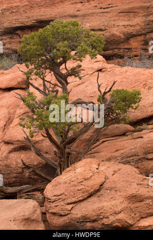 Il ginepro lungo il Grand View Trail e il Parco Nazionale di Canyonlands, Utah Foto Stock