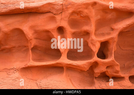 Arenaria lungo il Grand View Trail e il Parco Nazionale di Canyonlands, Utah Foto Stock