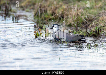 Pavoncella (Vanellus vanellus) la balneazione Foto Stock