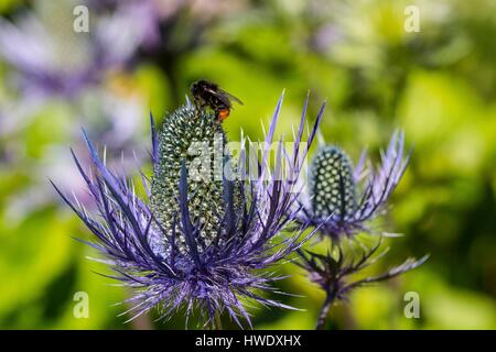 Francia, Savoie, lago di Mont Cenis in Haute Maurienne, blu di cardi delle Alpi Foto Stock