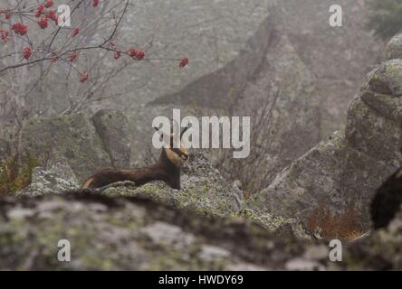 Francia, Haut Rhin, alta Vosges, Le Hohneck, camosci (Rupicapra rupicapra) Foto Stock