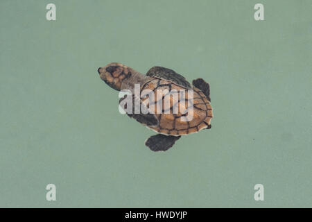 Baby tartaruga caretta, Caretta caretta a Pulau Harapan Foto Stock