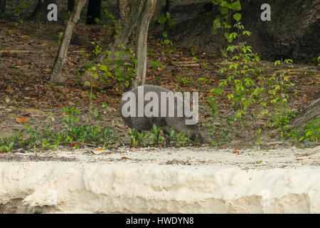 Maiale selvatico in Ujung Kulon National Park, Java Foto Stock