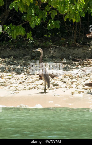 Grandi fatturati Heron, Ardea sumatrana in Ujung Kudon National Park, Java, Indonesia Foto Stock