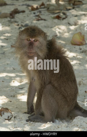 Lunga coda macaque, Macaca fascicularis in Ujung Kudon National Park, Java, Indonesia Foto Stock