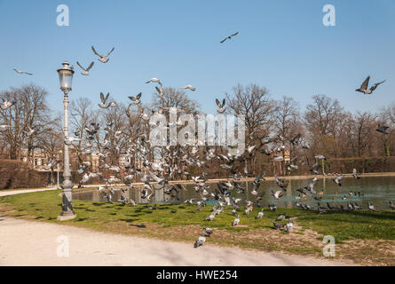 Giornata di sole di primavera, piccolo lago nel parco con molti battenti piccioni Foto Stock