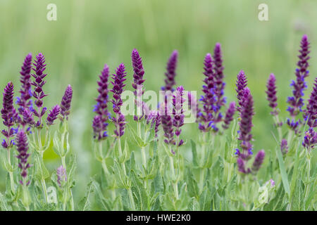 Close up di Prato Clary fiore in primavera Foto Stock