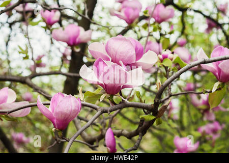 Bloomy albero di magnolia con grandi fiori di colore rosa. Foto Stock