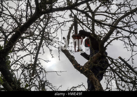 Lumberjack,tree chirurgo o Arborist cammina su un carrello in via di pollard un bramley tree con un husqvarna chainsaw Foto Stock