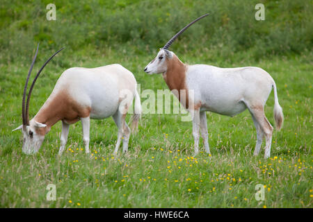 Due scimitar-cornuto oryx in piedi in un campo Foto Stock