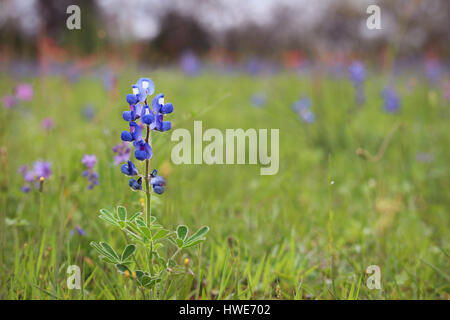 Unico Texas Bluebonnet in un campo di fiori selvatici Foto Stock