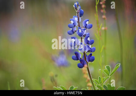 Unico Texas Bluebonnet - Primo Piano Foto Stock