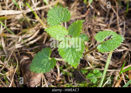 Weiße Taubnessel, Weisse Taubnessel, Blatt, Blätter, Lamium album, bianco ortica, morti bianche di ortica, deadnettle bianco Foto Stock