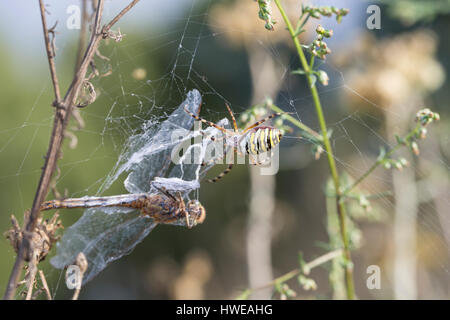 Wespenspinne, Zebraspinne, Argiope bruennichi, Spinne in ihrem Netz mit einer Libelle als Beute, nero-e-argiope giallo, giallo-nera spi in giardino Foto Stock