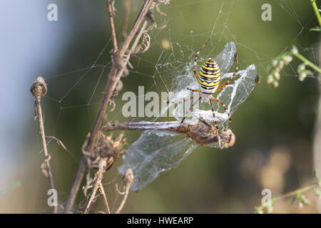 Wespenspinne, Zebraspinne, Argiope bruennichi, Spinne in ihrem Netz mit einer Libelle als Beute, nero-e-argiope giallo, giallo-nera spi in giardino Foto Stock