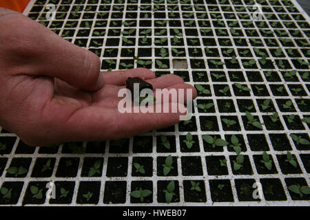 La germinazione di semi in serre Foto Stock