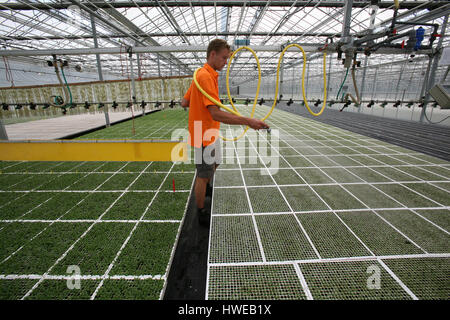 La germinazione di semi in serre Foto Stock