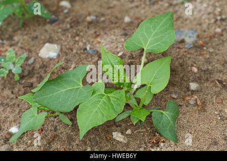 Windenknöterich, Winden-Knöterich, Acker-Windenknöterich, Acker-Flügelknöterich, Flügel-Knöterich, Blatt, Blätter vor der Blüte, Fallopia convolvulus, Foto Stock