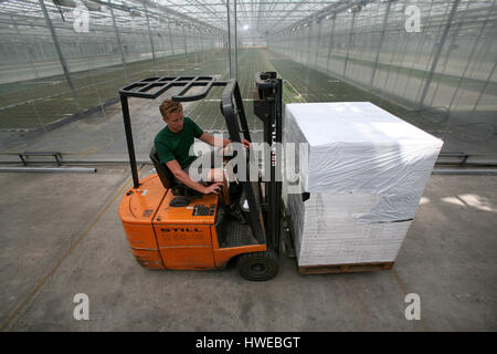 La germinazione di semi in serre Foto Stock