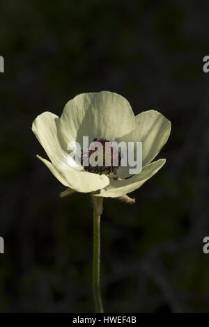 Buttercup Turban bianco (Ranunculus asiaticus) Foto Stock