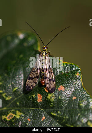 Maschio (Scorpionfly Panorpa sp.) in appoggio su una foglia. Foto Stock