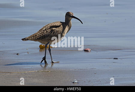 Hudsonian Whimbrel (Numenius hudsonicus) su una spiaggia sabbiosa in California Foto Stock