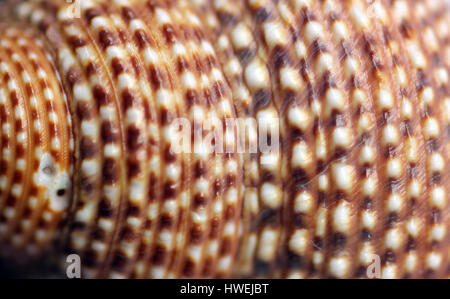 Spirale conchiglia di mare macro immagine Foto Stock