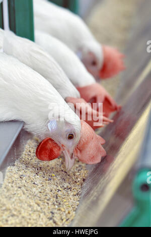Quattro polli bianco nelle sezioni Foto Stock