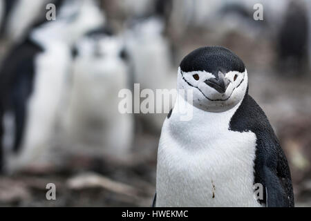 Pinguini Chinstrap (Pygoscelis antarcticus), Half Moon Island, Antartide Foto Stock