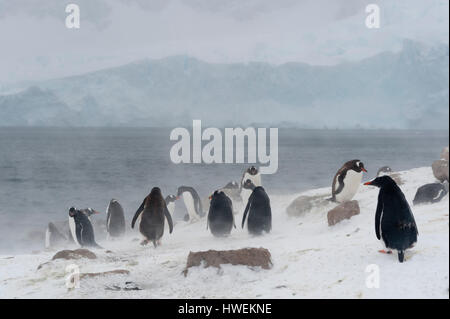 I pinguini di Gentoo (Pygoscelis papua), Neko Harbour, Antartide Foto Stock