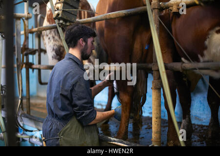 Il contadino di mungere le mucche in Dairy Farm, utilizzando macchine per la mungitura Foto Stock