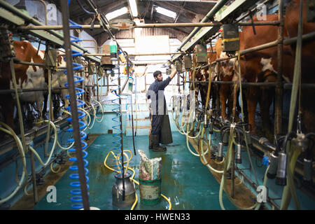 Il contadino di mungere le mucche in Dairy Farm, utilizzando macchine per la mungitura Foto Stock