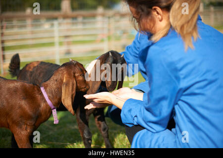 I lavoratori agricoli tende a capre Foto Stock