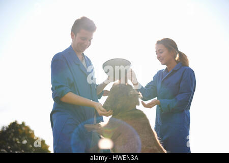 I lavoratori agricoli tende a capre Foto Stock