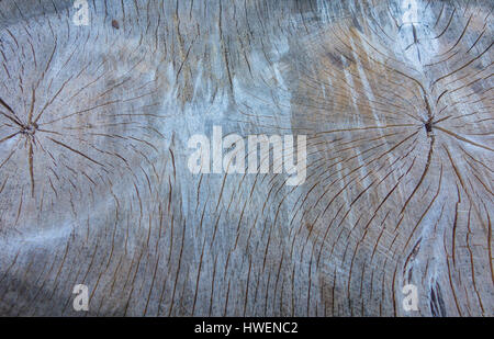 Weathered e blocco incrinato dal nero Poplar Tree Foto Stock