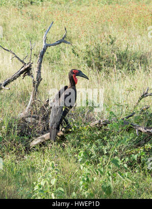 Massa meridionale hornbill in nationa kruger park Foto Stock