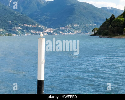 Pianello del Lario, Italia: Seagull in appoggio sul palo del molo. Foto Stock