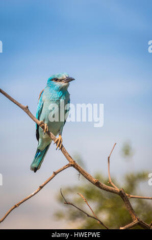 Rullo di lilla bird in Africa il Kruger National Park Foto Stock