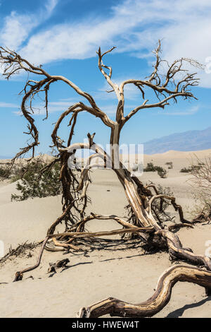 Albero morto nella Death Valley, California Foto Stock