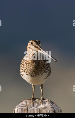 Il Wilson's beccaccino (Gallinago delicata) posatoi sul palo da recinzione, ID. Foto Stock