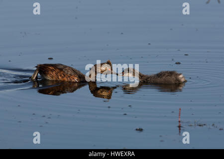 Eared grebe (Podiceps nigricollis) alimenta il suo pulcino un boccone al lago Benton. Foto Stock