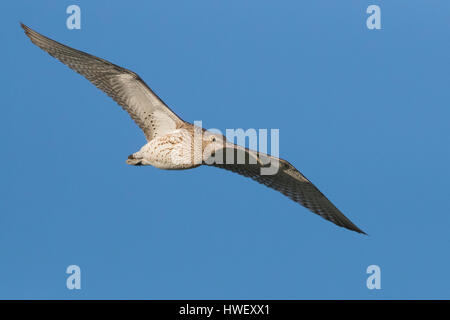 Eurasian Curlew (Numenius arquata), femmina adulta in volo Foto Stock