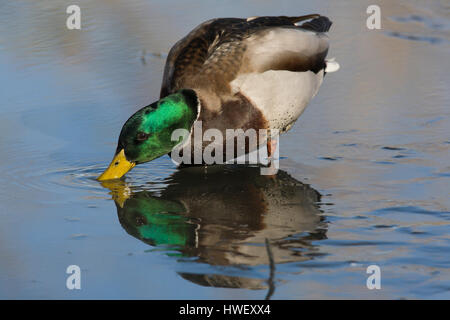 Allevamento piumaggio mallard drake (Anas platyrhynchos) 'greenhead' alimentare in stagno. Anatra guzzling acqua attraverso la sua fattura per filtrare piccole particelle di cibo. Foto Stock